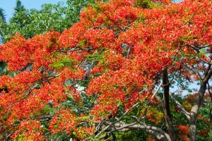 Orange Flame Tree Florida