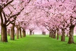 cherry trees in blossom