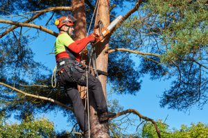 man trimming a tree