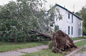 Tree fallen onto house