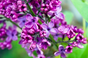 Flowering Lilac tree