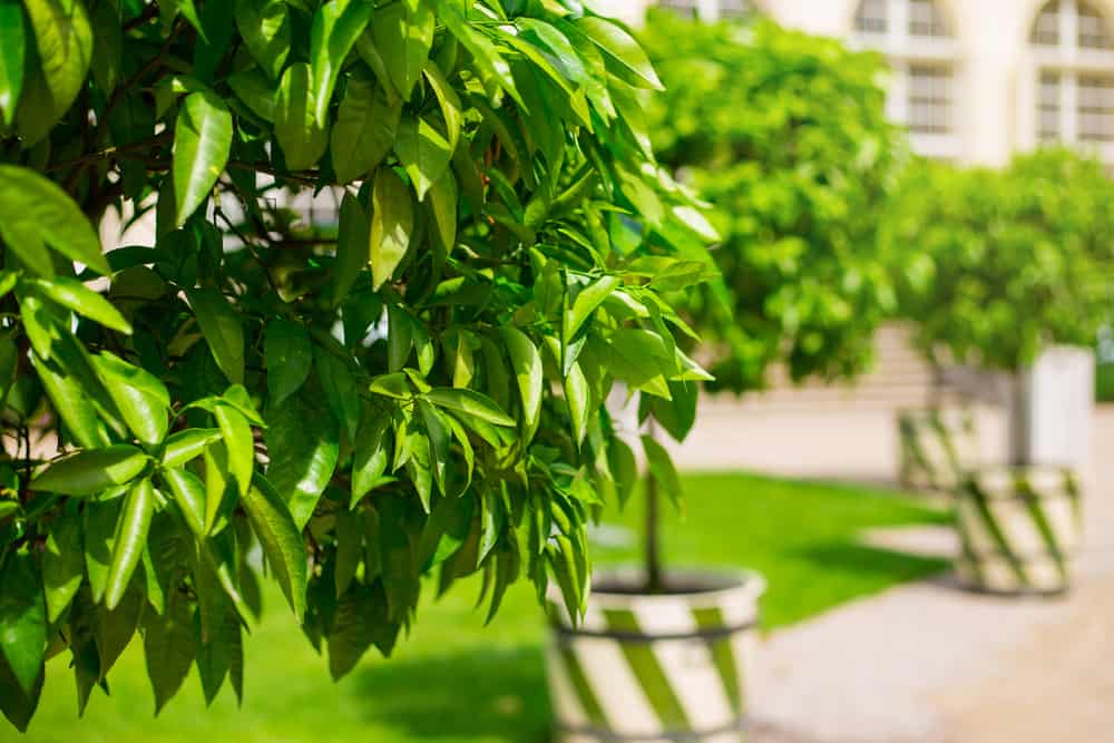 Young Orange Tree