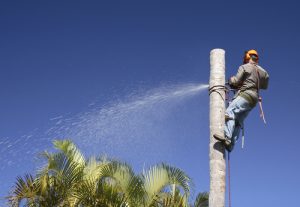 Arborist removing a palm tree