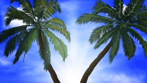 two palm trees against blue sky