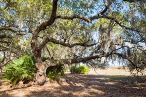 amazing live oak with spanish moss