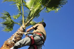 tree surgeon at work in a palm tree with safety harness