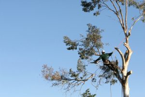 climbing arborist with ropes cutting down large tree
