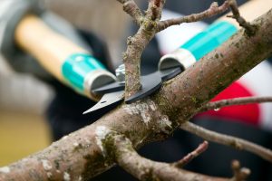 Trimming a tree branch close to the collar
