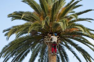Arborist trimming a palm tree