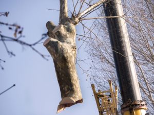 Tree trunk section being removed with crane