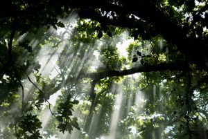 Light and shade filtering through a tree