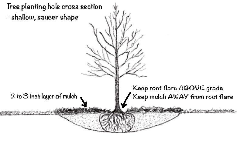 Cross section diagram of ideal tree planting hole