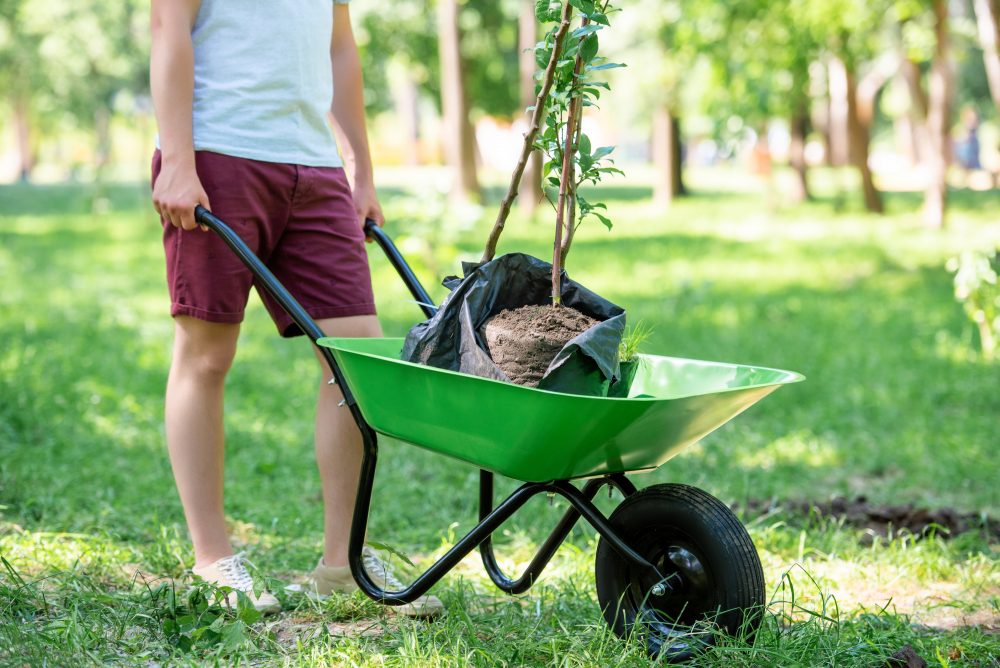 Man preparing to plant a new shade tree pushing a wheelbarrow