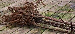 4 bare root trees bound together just delivered