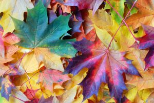 Fallen leaves in November