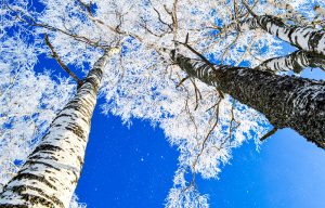 Icy Trees in Wintertime