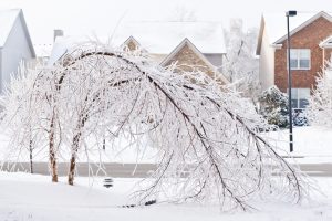 tree after ice storm